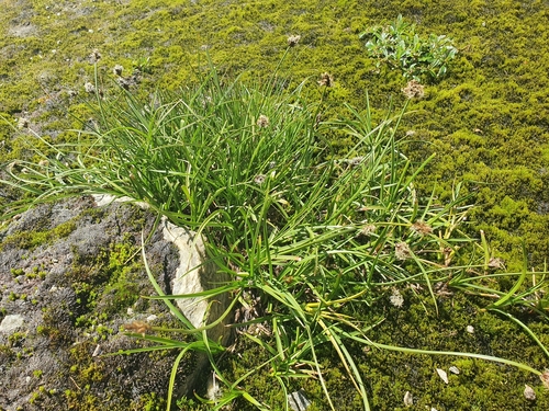 Carex foetida, photograph 6