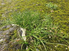Carex foetida