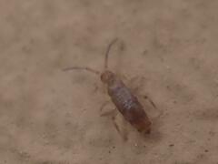 Willowsia nigromaculata