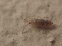 Willowsia nigromaculata