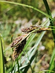 Carex frigida
