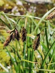 Carex frigida