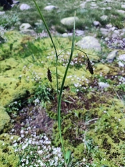 Carex frigida