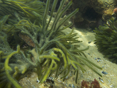 Scobinichthys granulatus