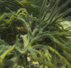 Scobinichthys granulatus