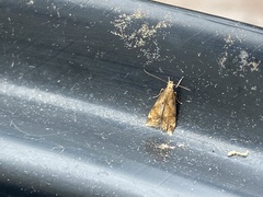 Brachmia blandella