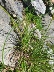 Carex curvula
