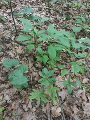 Ranunculus cassubicus
