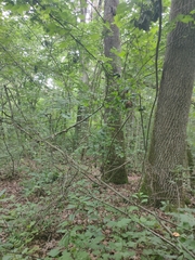 Ranunculus cassubicus