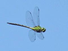 Coryphaeschna viriditas