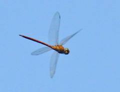 Coryphaeschna amazonica