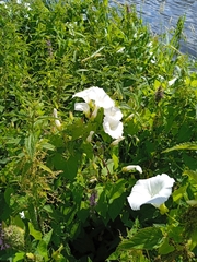Calystegia sepium