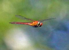 Coryphaeschna amazonica