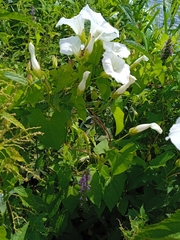 Calystegia sepium