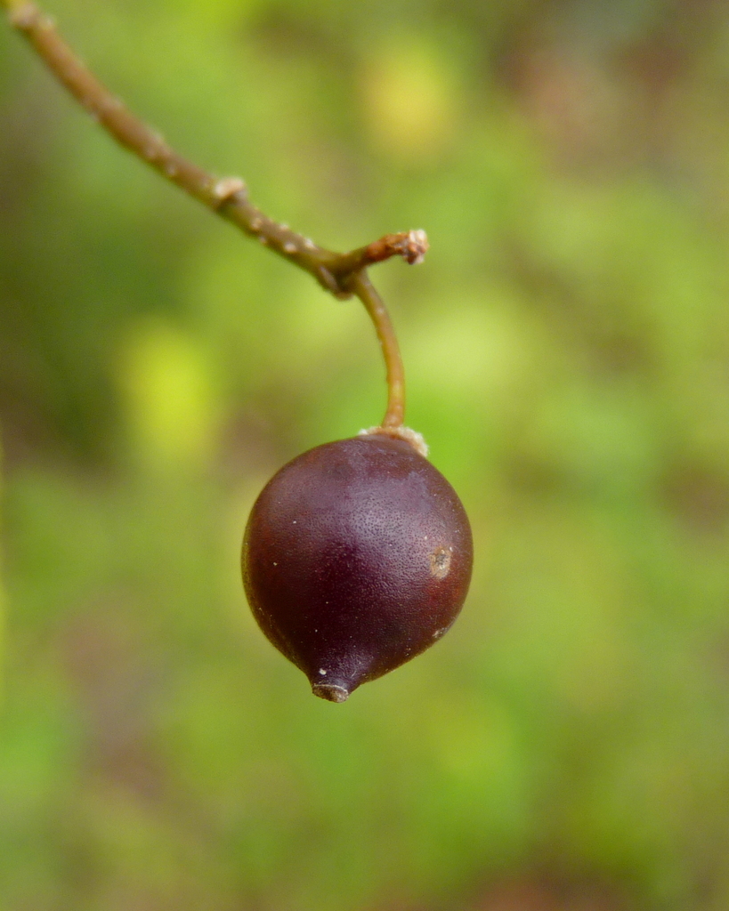 Hackberry (Trees of Manitoba) · iNaturalist