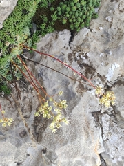 Saxifraga paniculata paniculata