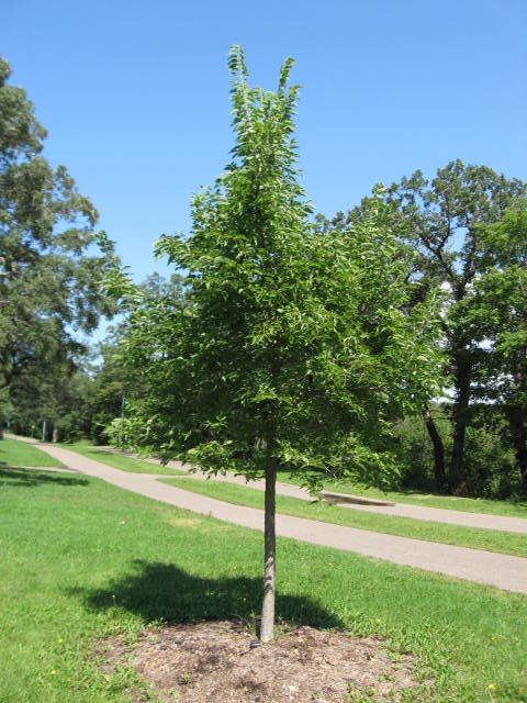 Hackberry (Trees of Manitoba) · iNaturalist