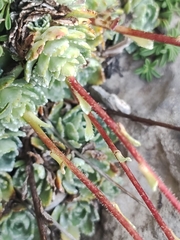 Saxifraga paniculata paniculata