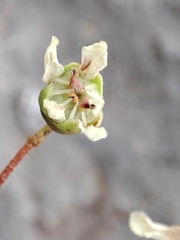 Saxifraga paniculata paniculata