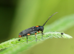 Phytoecia pustulata