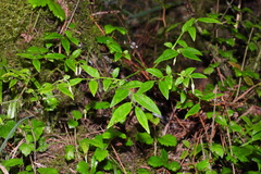 Vaccinium japonicum