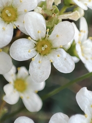 Saxifraga paniculata paniculata