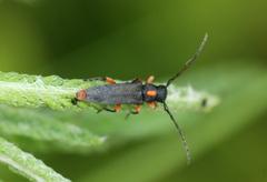 Phytoecia pustulata