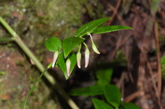 Vaccinium japonicum