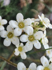 Saxifraga paniculata paniculata