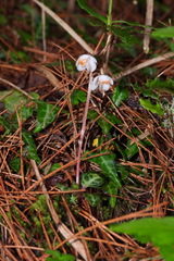 Pyrola alboreticulata