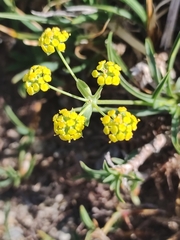 Bupleurum gramineum