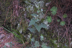 Senecio scandens incisus