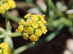 Bupleurum gramineum
