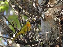 Telophorus sulfureopectus