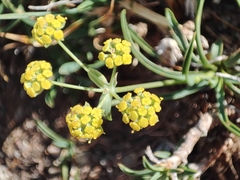 Bupleurum gramineum