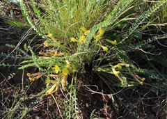Astragalus buchtormensis