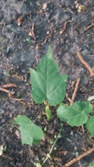 Chenopodiastrum hybridum