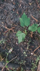 Chenopodiastrum hybridum