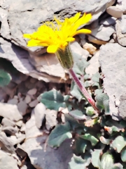 Crepis pygmaea