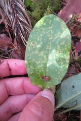 Puccinia hieracii