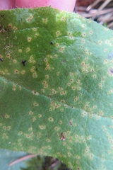 Puccinia hieracii