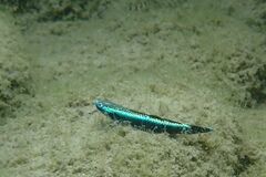 Stiphodon atropurpureus