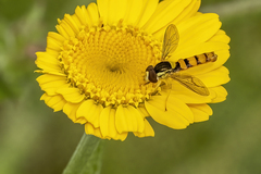 Sphaerophoria philanthus