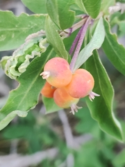 Lonicera pyrenaica