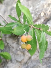 Lonicera pyrenaica
