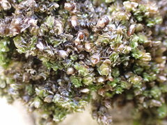 Frullania squarrosula