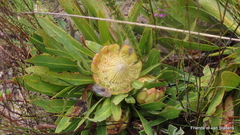 Protea tenax