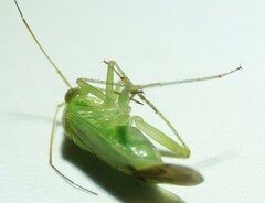 Neolygus contaminatus