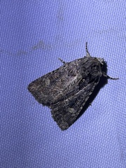 Aseptis binotata
