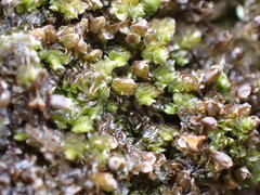 Frullania squarrosula